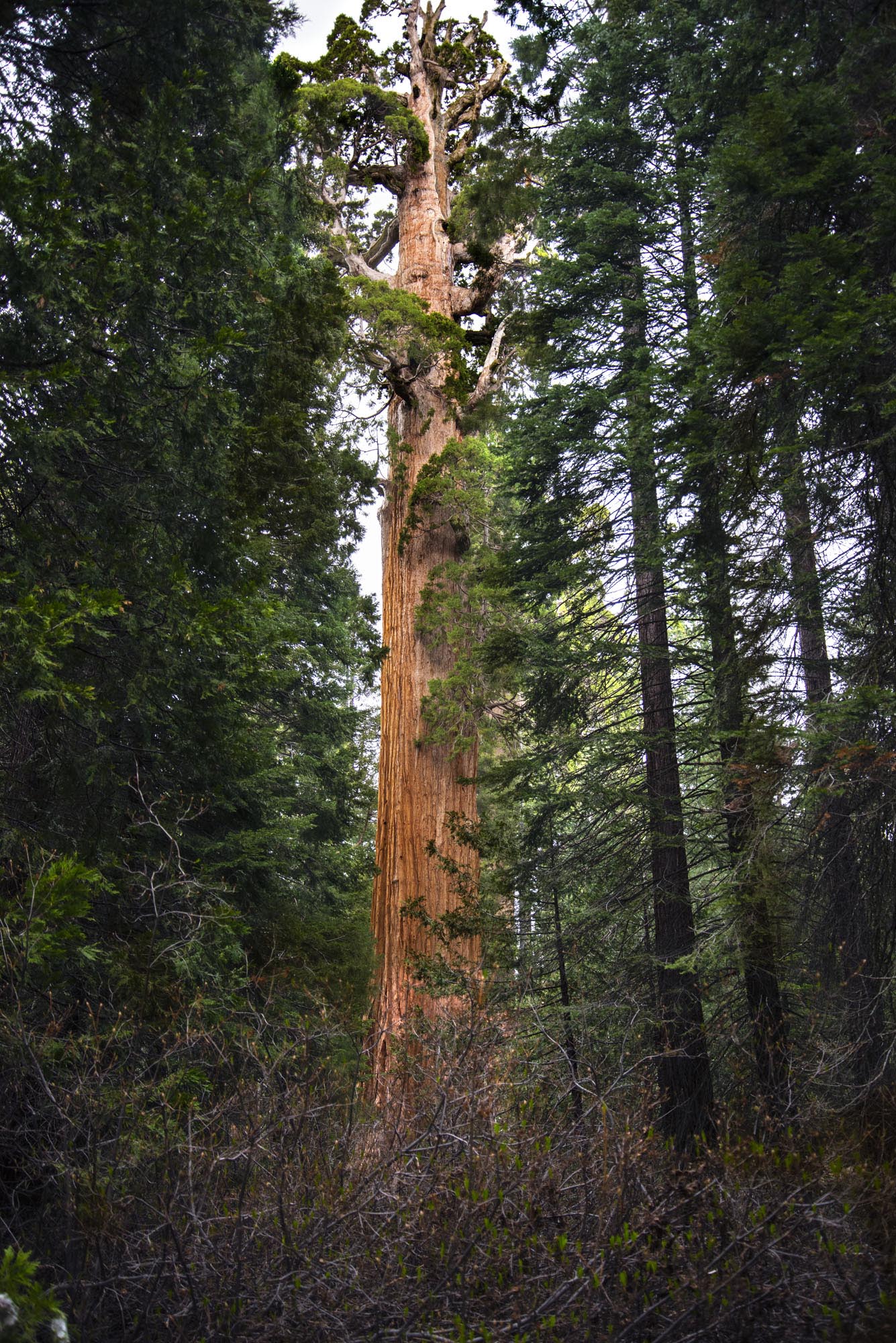 Kings Canyon Grants Grove