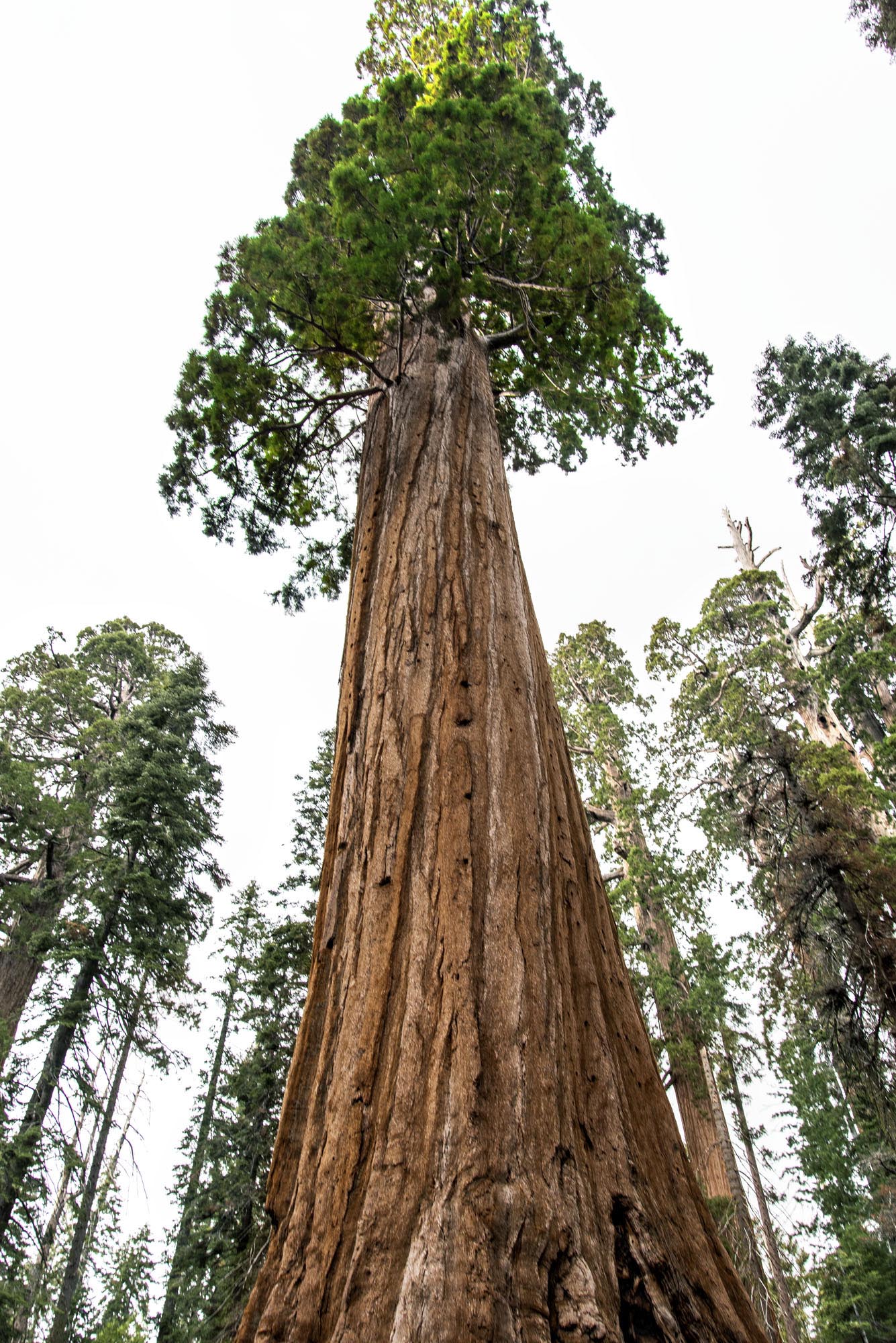 Kings Canyon General Grant Tree