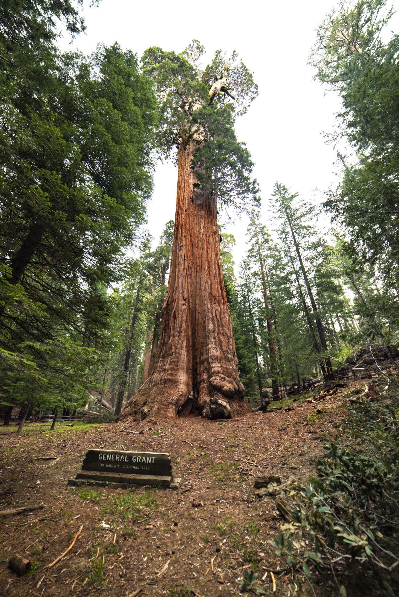 Kings Canyon General Grant Tree