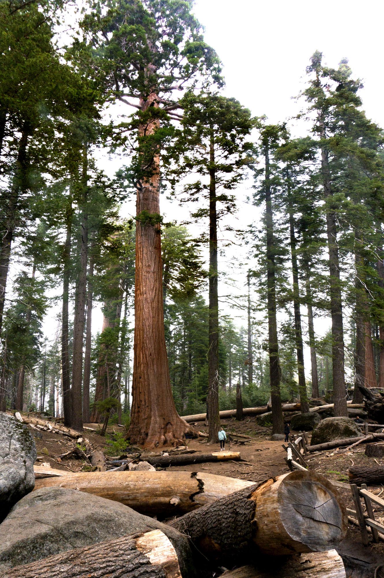 Kings Canyon Grants Grove
