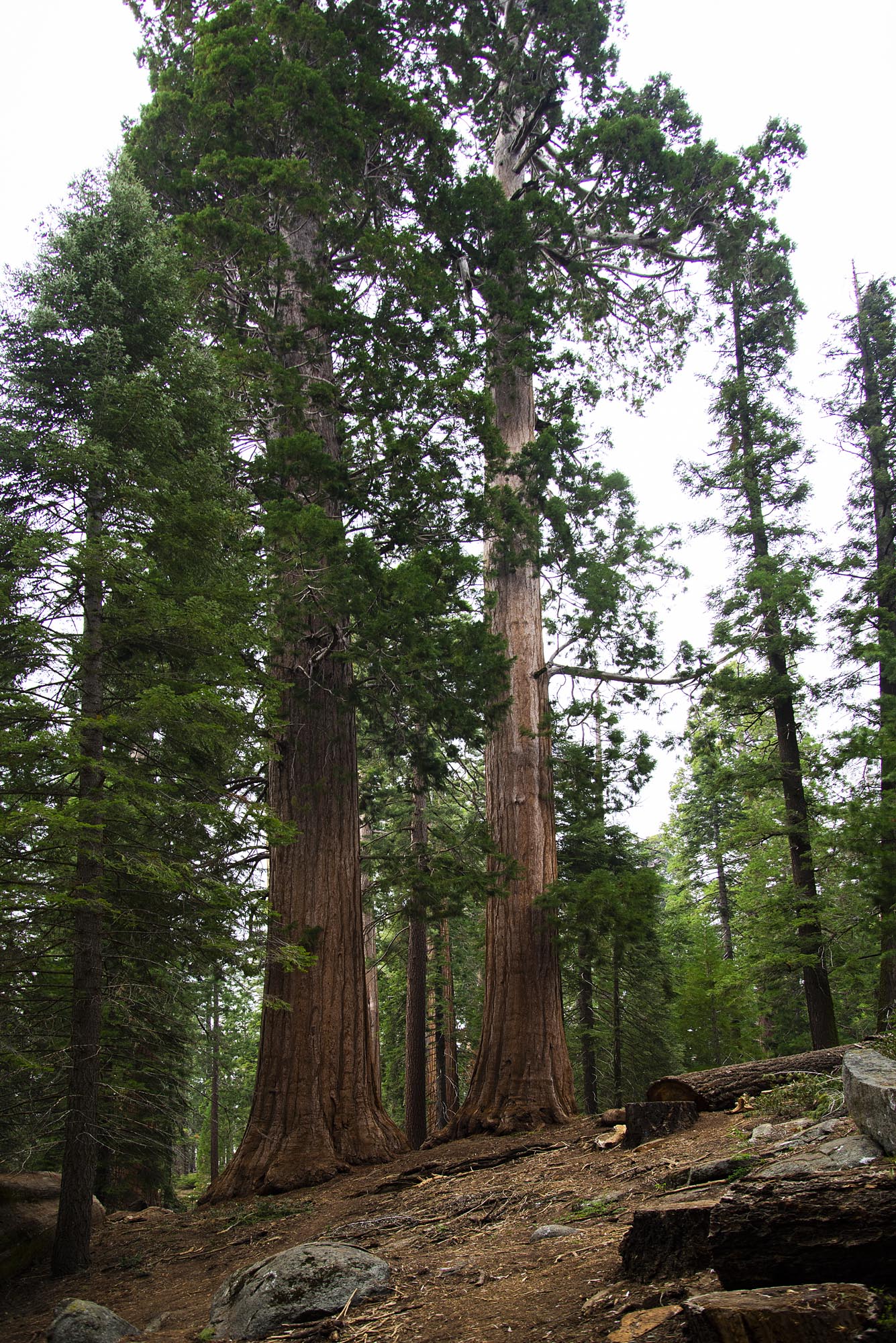 Kings Canyon Grants Grove