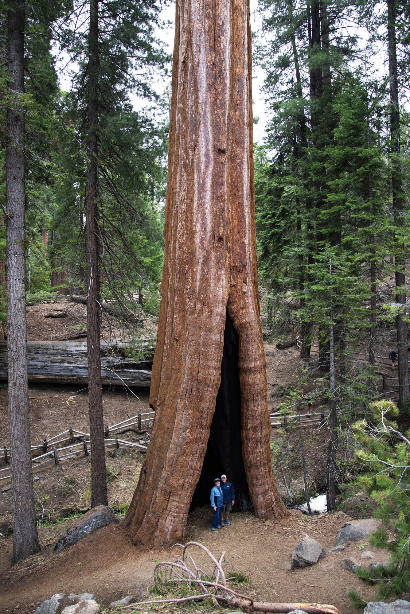 Kings Canyon Grants Grove