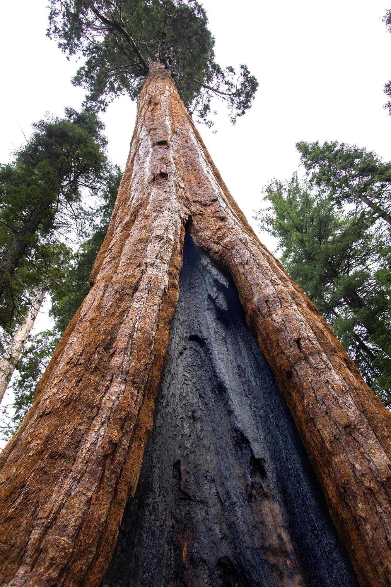 Kings Canyon Grants Grove