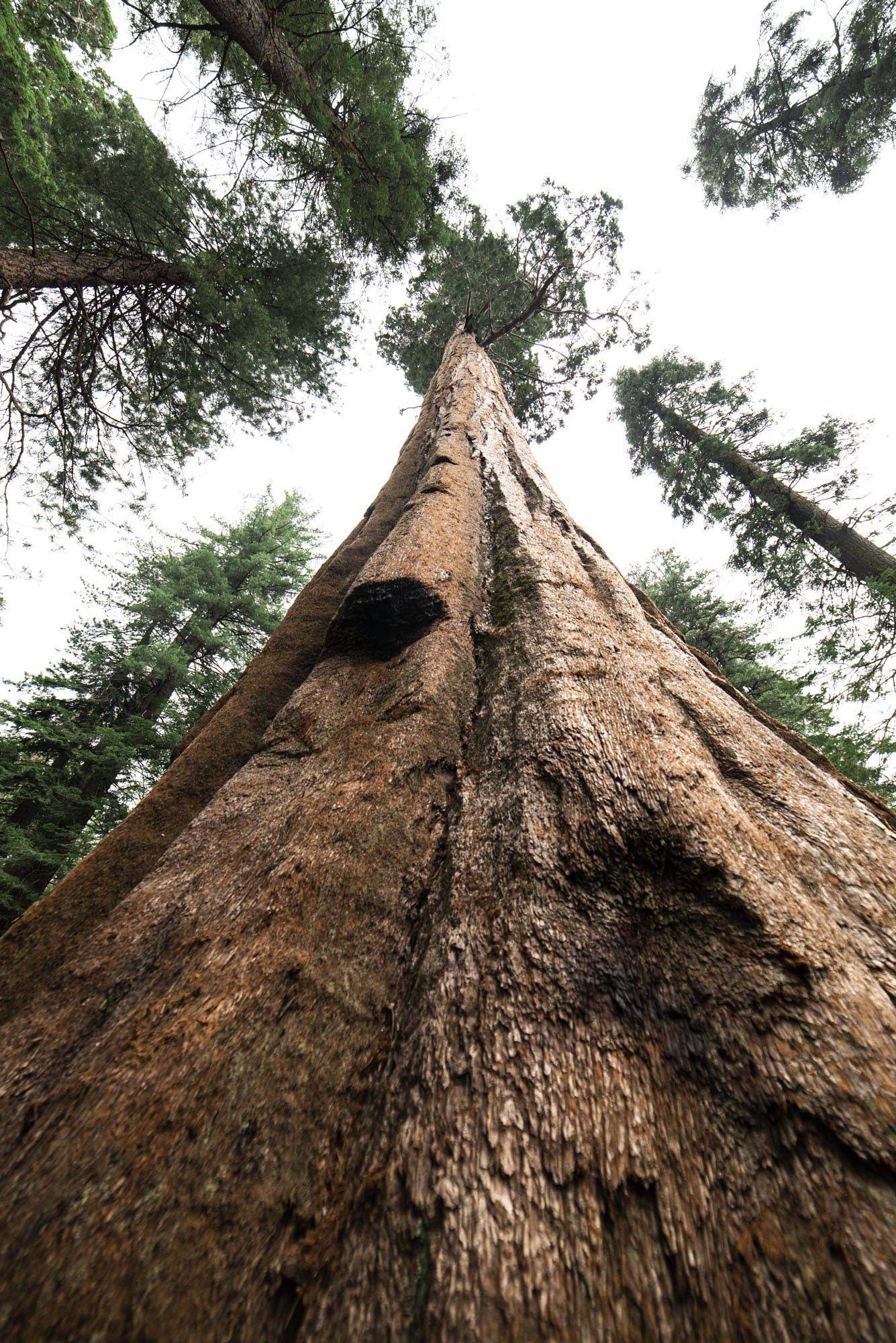 Kings Canyon Sequoia Tree